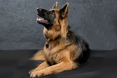 Chilli co? Czyli pogadajmy o psach Magda Zielińska-Bożek